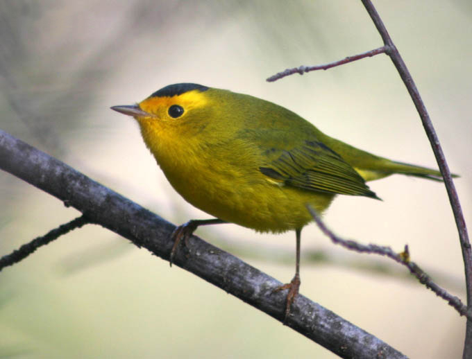 Eponymous bird names feed ornithologists’ vanity, without enlightening the science